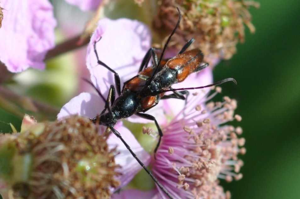 Cerambycidae floricoli in accoppiamento - Stenurella sp.